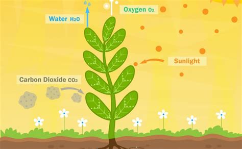 Plant Adaptation and Responses Study guide - Inspirit