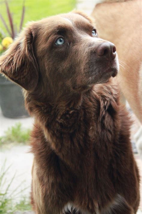 Malteser Hund Braune Augen