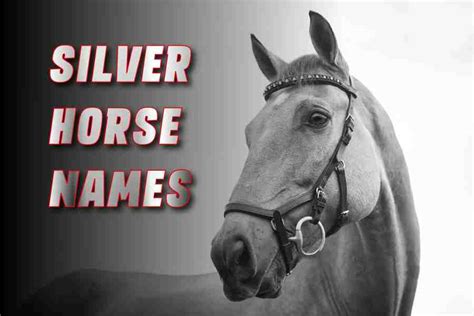 Top 240 Silver Horse Names: Stunning And Unique - AgaPe Press