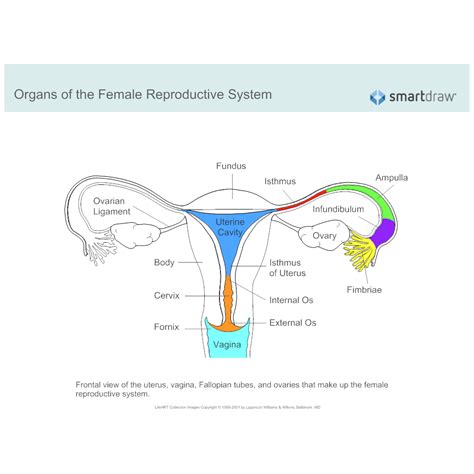 Parts And Functions Of Male And Female Reproductive System : Reproductive Organs Cell Anatomy ...