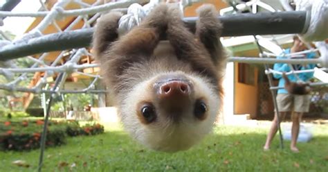 Watch Rescued Baby Sloths Have A Conversation And Try Not To Smile