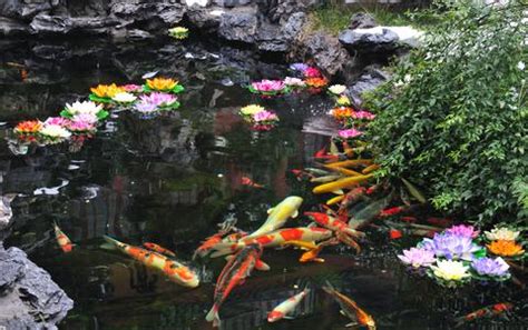 Goldfish Ponds Add Beauty and Tranquility To Landscapes