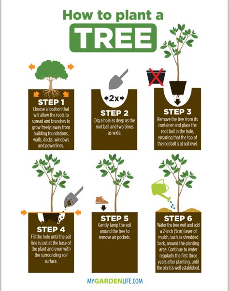 How To Plant A Tree: Six Easy Steps | Daily Infographic