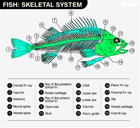 Fish: Skeletal System - Structure, Composition & Functions