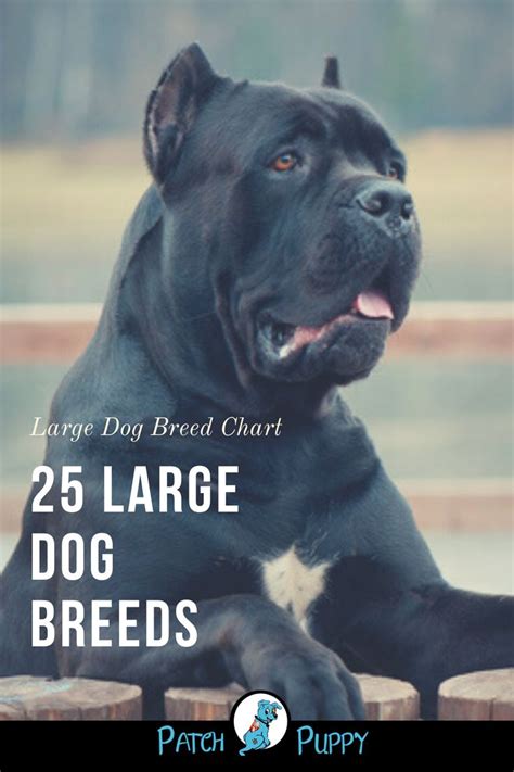 Large Dog Breeds Pictures and Names Chart - PatchPuppy.com | Large dog breeds, Dog breeds, Dog ...