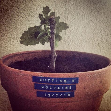 I'm an Outlaw, Not a Hero: A New Twist: Fig Tree Propagation Update 7