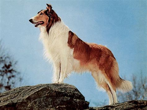 Lassie 1994 Wallpapers - Wallpaper Cave