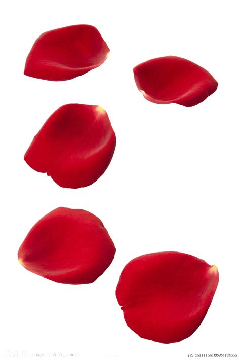 Rose Petals PNG Transparent Images