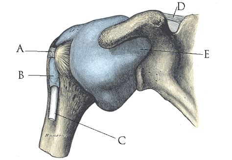 The Joint Capsule - Physical Therapy Web