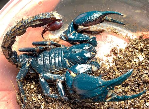 Malaysian Blue Claw Scorpion – Reptile Pets Direct