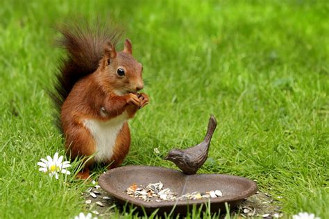 How To Keep Squirrels Off Bird Feeders? » Tips - Bird Buddy Blog