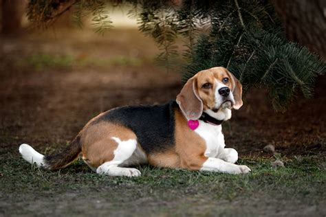 Beagle Weight and Growth Chart