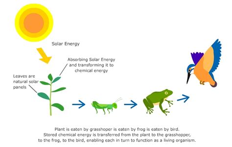 Undestanding and Examples of Food Chain - EducatioN