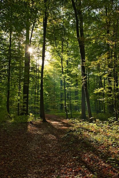 Vertical shot of the forêt de soignes, belgium, brussels with the sun shining through the ...