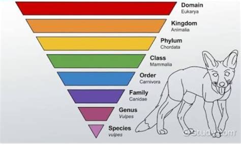 Carolus Linnaeus Classification Taxonomy Contributions