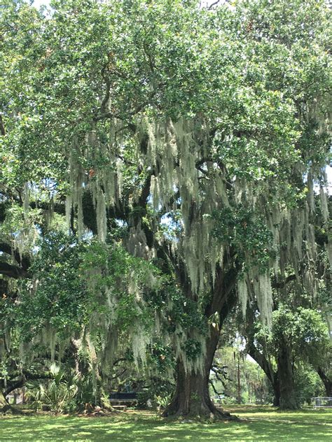 My favorite Spanish Moss tree in City Park New Orleans #stylishtravels City Park New Orleans ...