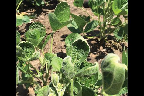 Dicamba damage is back — and possibly worse than before