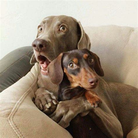 Surprise! | Funny animal pictures, Cute dogs, Funny dog pictures