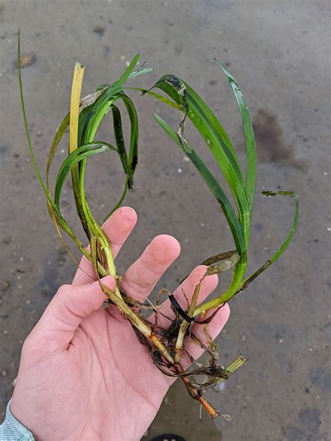 EELGRASS – Henry L. Ferguson Museum