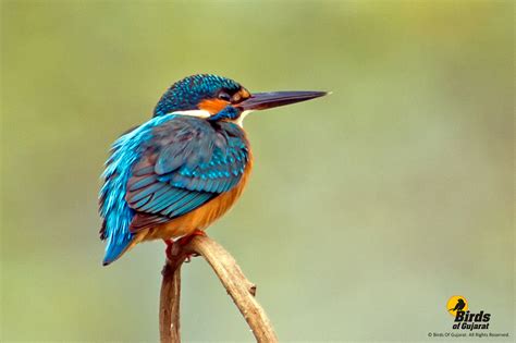 Common Kingfisher (Alcedo atthis) | Birds of Gujarat Online