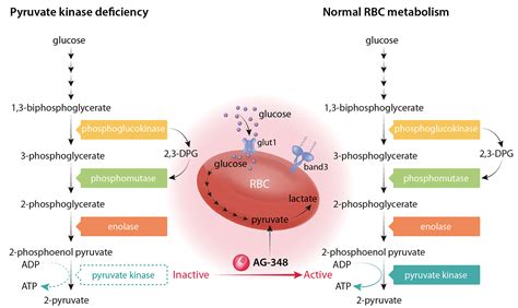 Targeting the red cell enzyme pyruvate kinase with a small allosteric ...