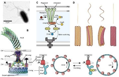 Structure of bacterial flagellum. (A) Electron micrograph of E. coli... | Download Scientific ...