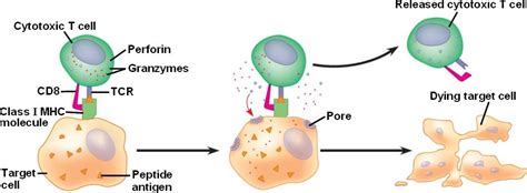 cytotoxic_t.html 43_16CytotoxicTcells.jpg