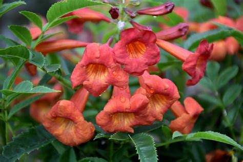 Bells Of Fire Esperanza (Tecoma 'TEC6010916') in Dallas, Texas (TX) at Walton's Garden Center