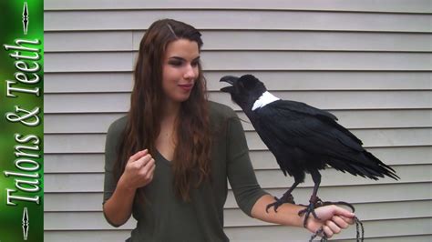 Ravens can talk! | Pet raven, Raven, Beautiful birds