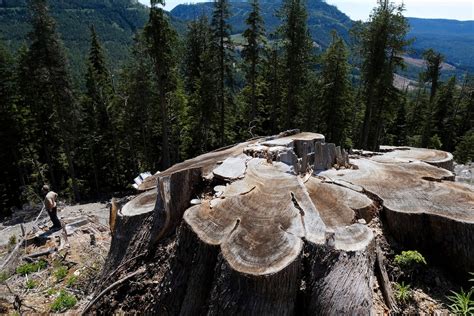 Old-growth forest experts release map urging B.C. to act quickly on logging deferrals - The ...