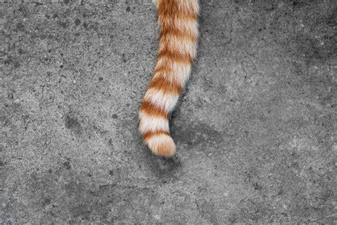 Cat's Tail - Why Do Cats Have A Tail & More! - Cat-World