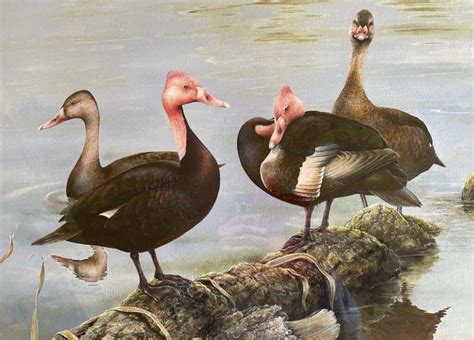 Pink-headed Duck - British Waterfowl Association