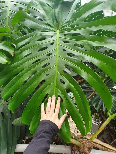 24+ dwarf monstera deliciosa plants - Ekabtriwahyuni