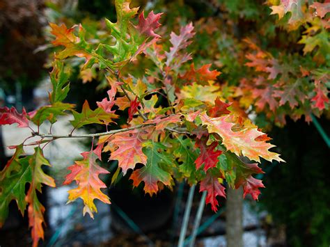 Oak Tree Fall Leaves