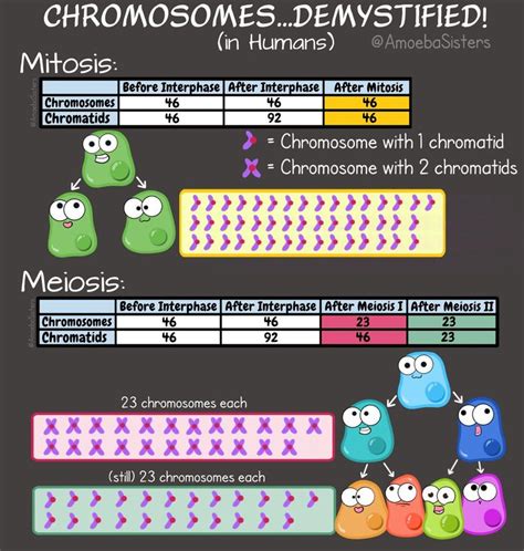 Mitosis and Meiosis Chart of Chromosome Numbers - SCIENCE WITH THE AMOEBA SISTERS