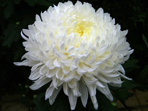 White A Grade Hybrid Chrysanthemum Flowers at Rs 230/bunch in Hosur ...