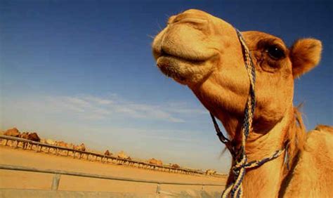 Camels originated in the grasslands of America 20 million years ago ...