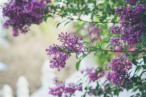 What’s going on with the lilacs? – Extension La Crosse County