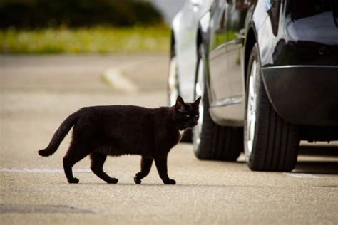 110+ Black Cat Crossing Road Stock Photos, Pictures & Royalty-Free Images - iStock