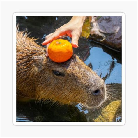 "capybara with orange on head" Sticker for Sale by FunkisDesignes | Redbubble