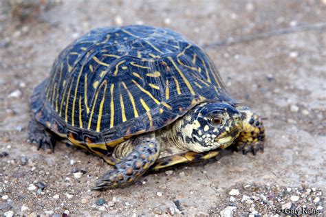 Desert Box Turtle - Terrapene ornata luetola