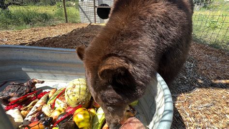 'Hank the Tank,' a bear tied to California break-ins, gets a new home