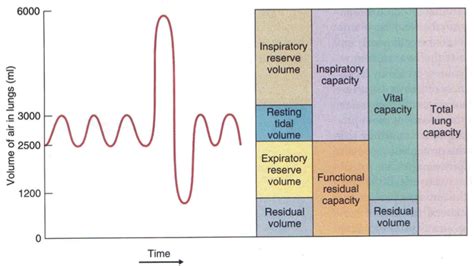 Lung Volumes and Capacities - Respiratory - Medbullets Step 1