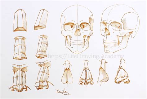 How to Draw a Nose - Life Drawing Academy