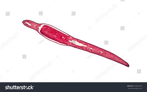 Cross Section Cut Planaria Under Microscope Stock Photo 720055183 | Shutterstock