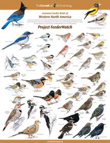 Identifying Birds - FeederWatch