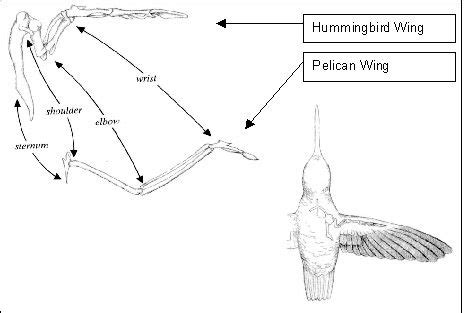 How To Draw A Hummingbird Wing - Draw easy