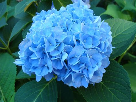 🔥 [39+] Blue Hydrangea Wallpapers | WallpaperSafari