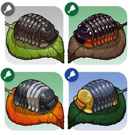 Isopod art for the pet game I’m making: just recently got into this amazing hobby but I hope to ...