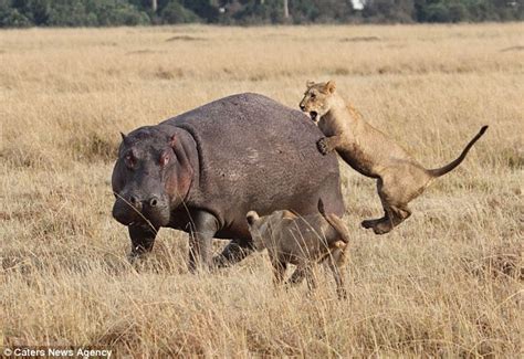 Angry hippo turns the tables on pride of lions as it fends off four of the predators on its own ...